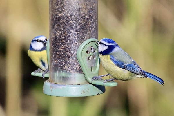 Bird Feeder Mounting Service in Brick