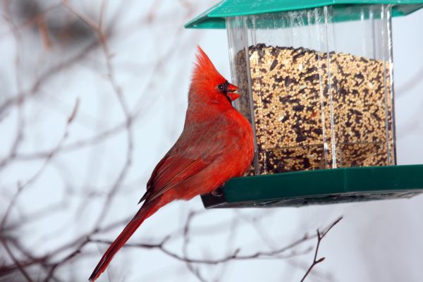 Bird Feeder Hanging in Brick